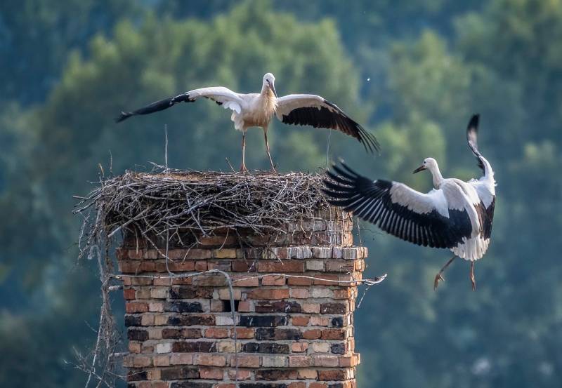 Professional Chimney Animal Removal Services in Raynham, Massachusetts